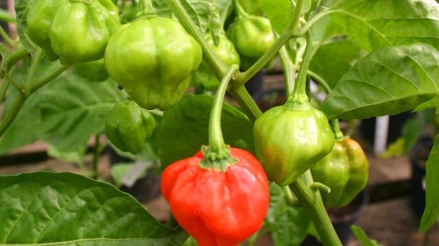 Piments Antilles Épices Bonda manjak Martinique