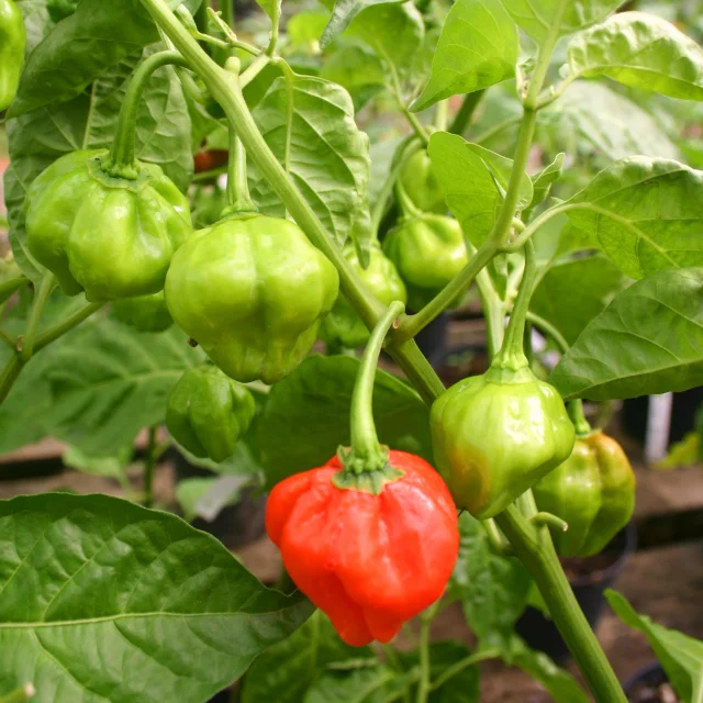 Piments Antilles Épices Bonda manjak Martinique