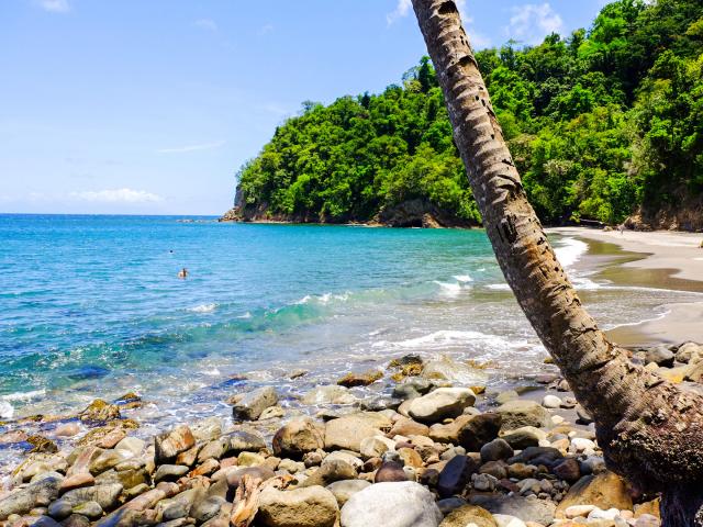 Beach Anse Couleuvre Cocotier Prêcheur Martinique