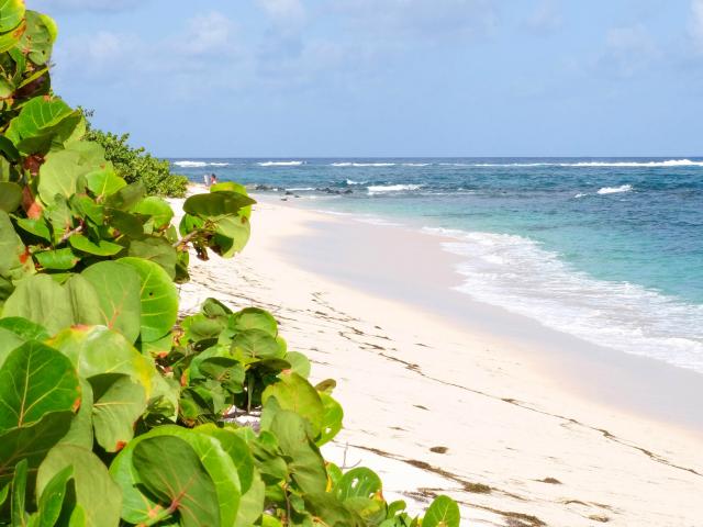 Plage Cap Macré Raisinier Sainte-Anne Martinique