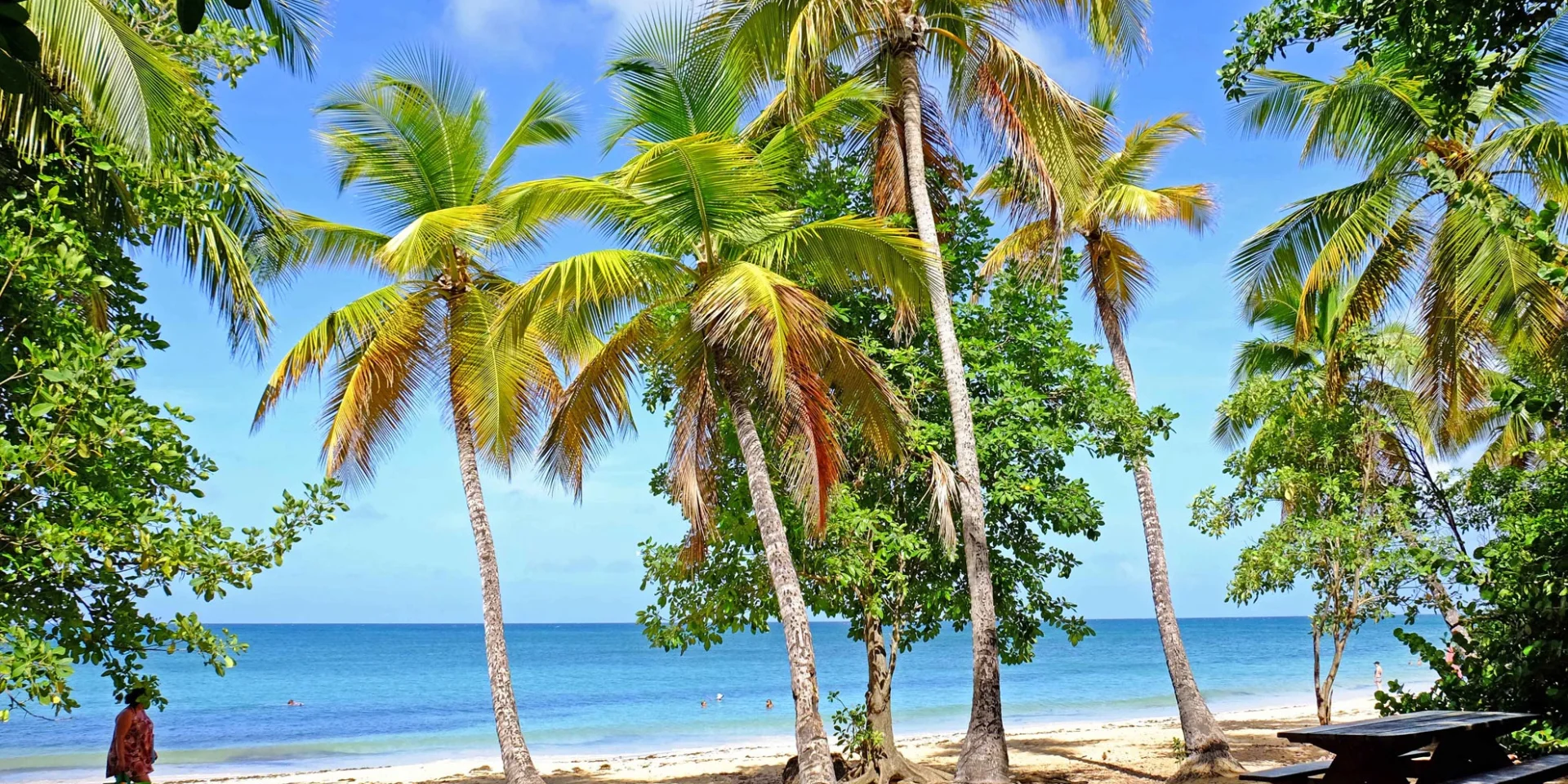 Plage des Salines Cocotiers Sainte-Anne Martinique