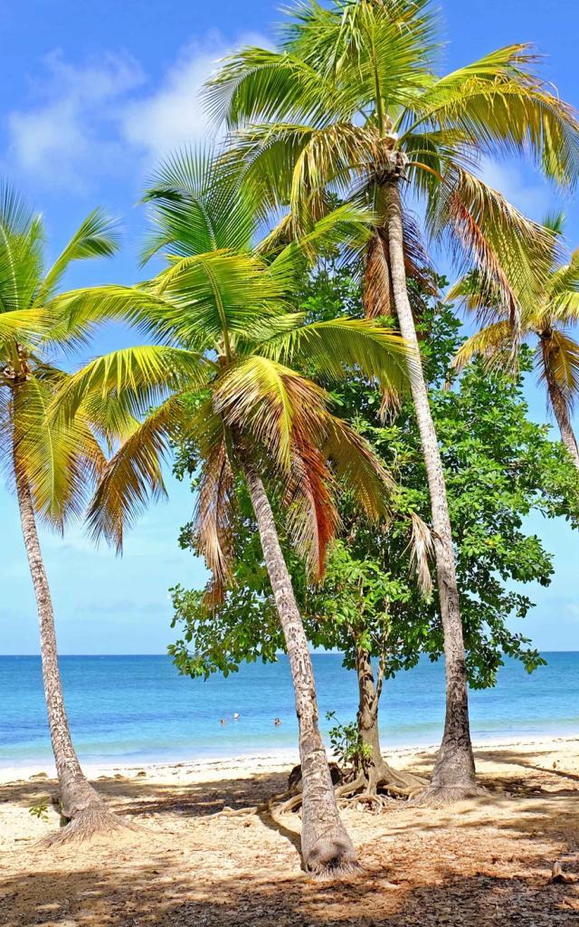 Plage des Salines Cocotiers Sainte-Anne Martinique