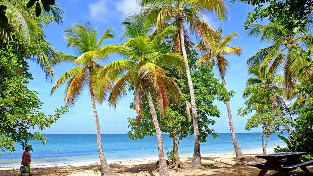 Plage des Salines Cocotiers Sainte-Anne Martinique