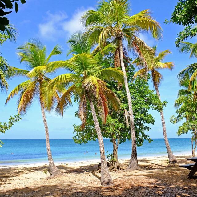 Plage des Salines Cocotiers Sainte-Anne Martinique