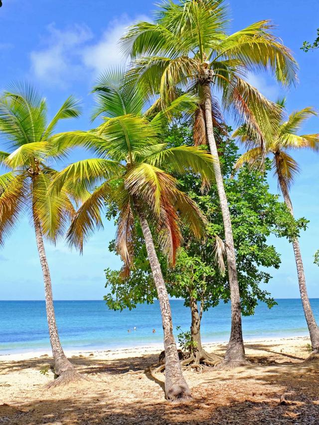 Plage des Salines Cocotiers Sainte-Anne Martinique