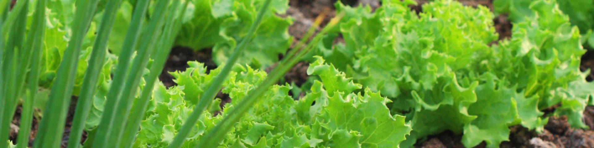 Vegetable garden Creole garden Lettuce Onion country Martinique