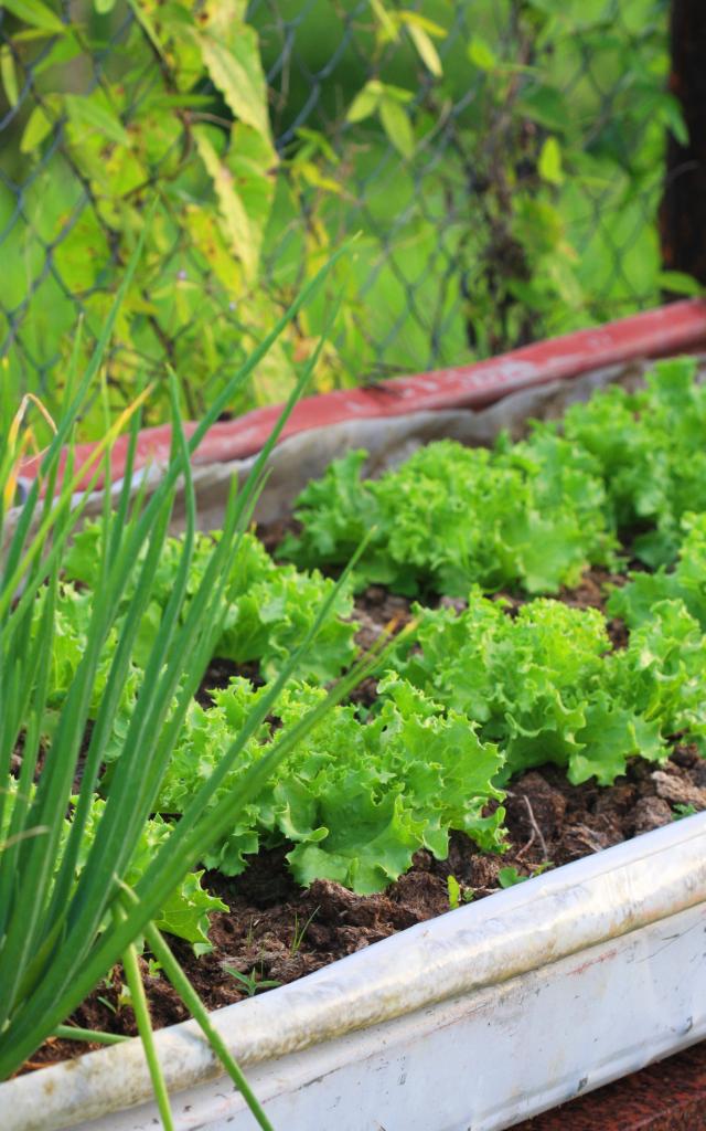 Potager Jardin créole Laitue Oignon pays Martinique