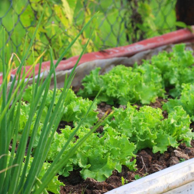 Vegetable garden Creole garden Lettuce Onion country Martinique