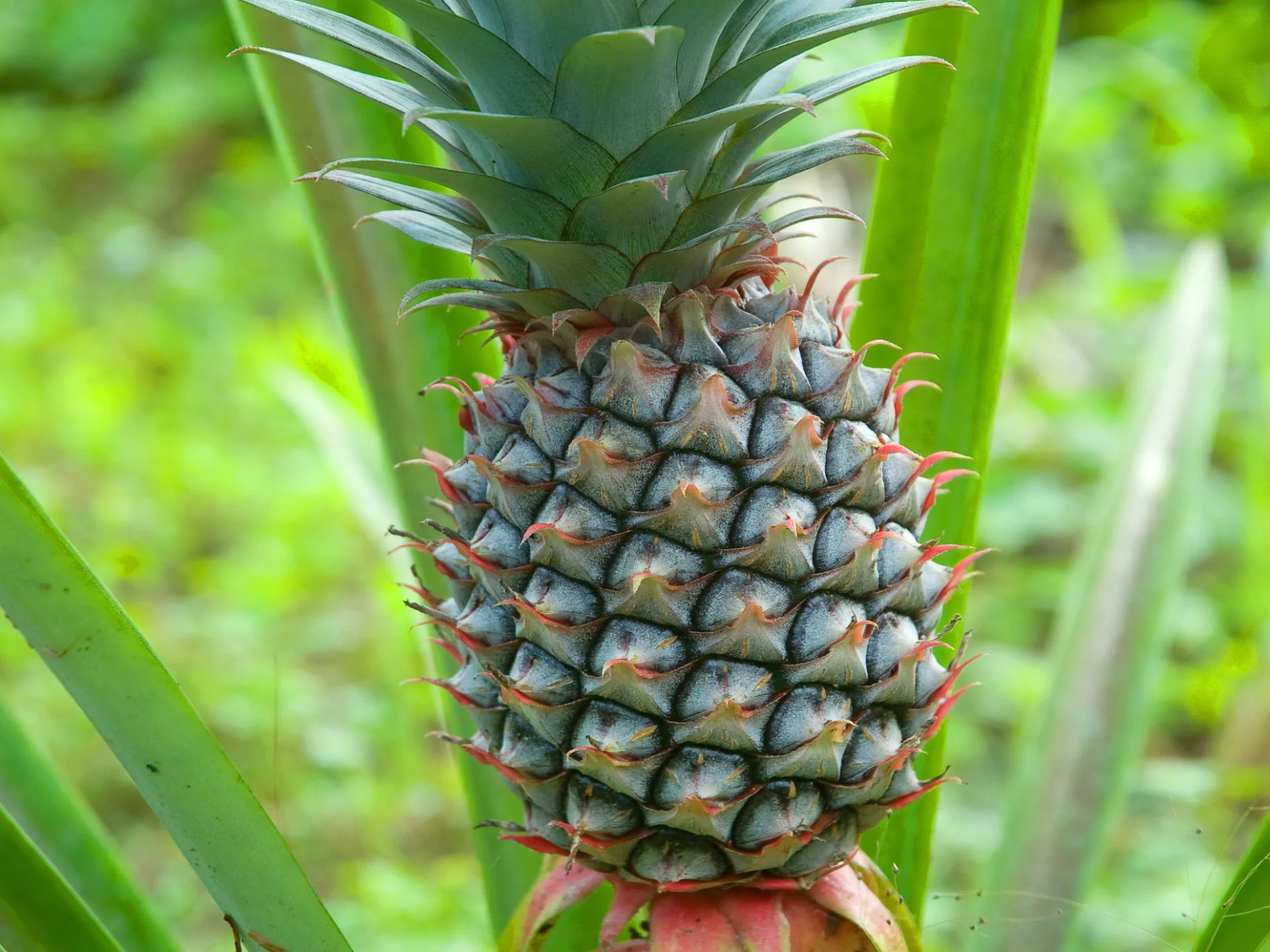 Ananas Fruit Exotique Martinique