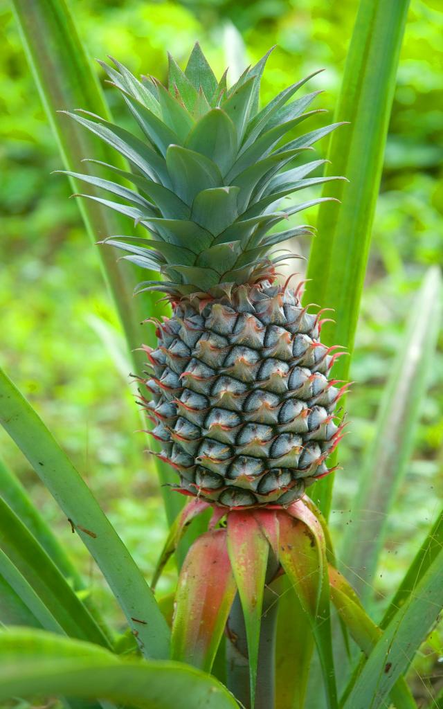 Ananas Fruit Exotique Martinique