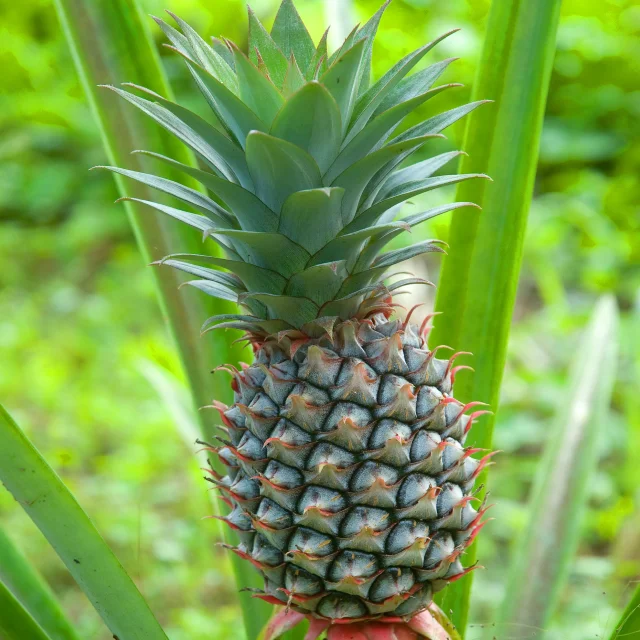 Ananas Fruit Exotique Martinique