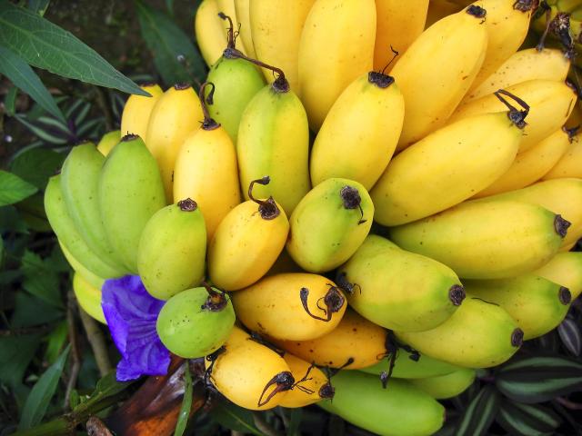 Bananes Fruit Exotique Martinique