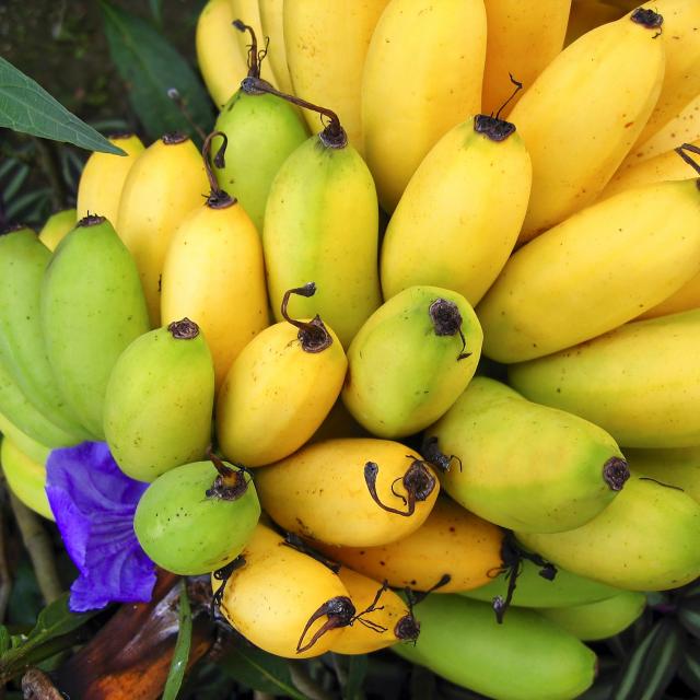 Bananes Fruit Exotique Martinique