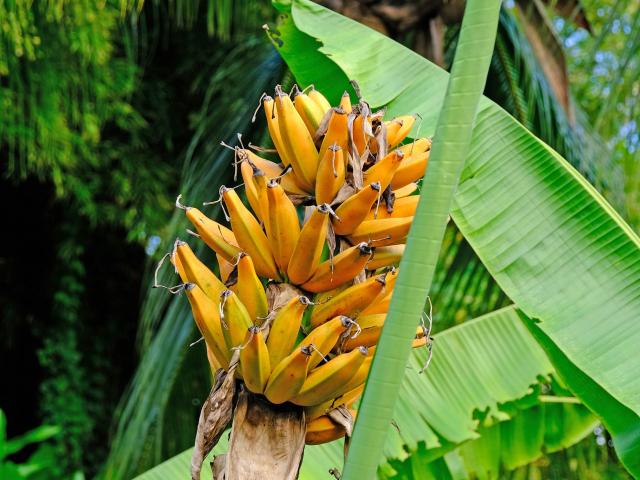 Banane jaune Musée de la banane Sainte-Marie Martinique