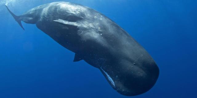 Cachalot Physeter macrocephalus Cétacé Martinique