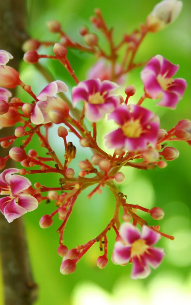 Fleur du carambolier Martinique