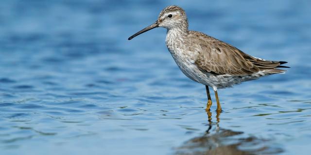 Greenlegs Calidris himantopus Bird Martinique