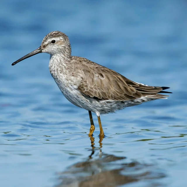 Chevalier pied vert Calidris himantopus Oiseau Martinique