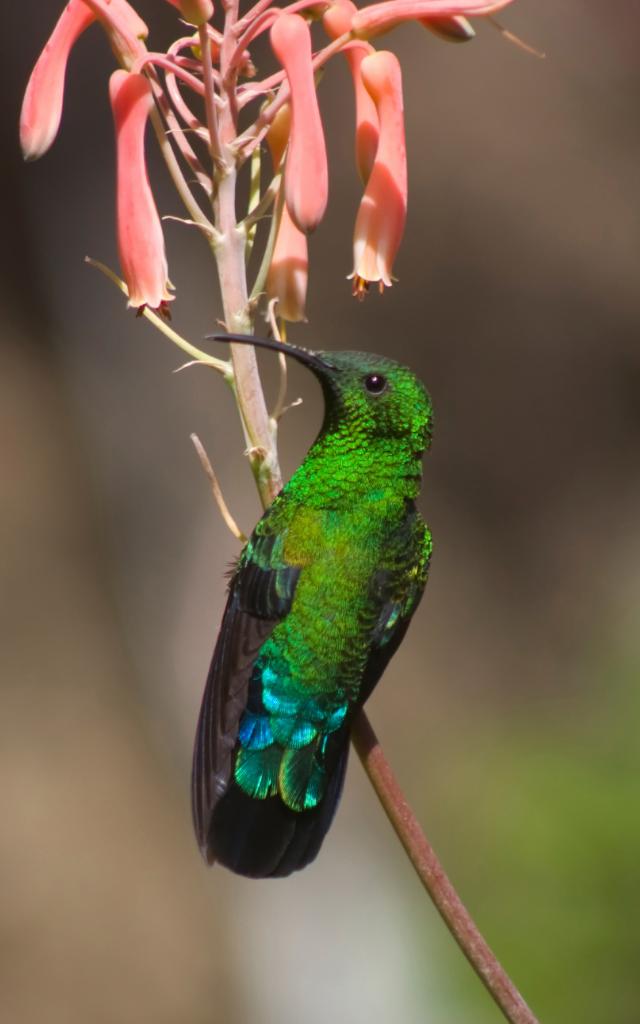 Hummingbird2 Fal Vert (eulampis Holosericeus) Bird Martinique