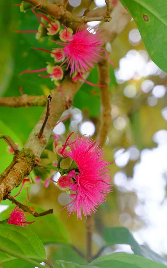 Corossol Fleur Fruit Exotique Martinique