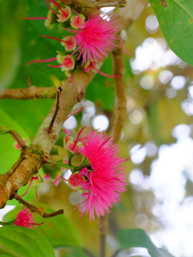 Corossol Fleur Fruit Exotique Martinique