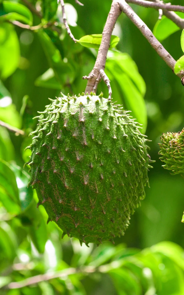 Corossol Fruit Exotique Martinique