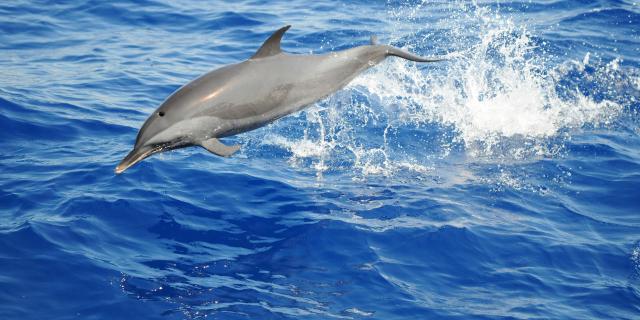 Grand dauphin Tursiops truncatus Cétacé Martinique