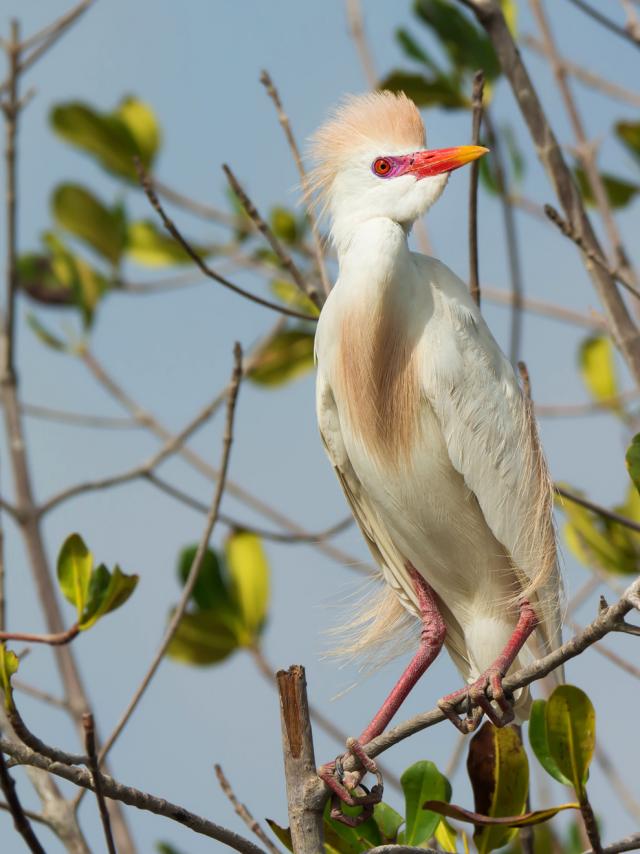 Ox heron Bubulcus ibis Bird Martinique