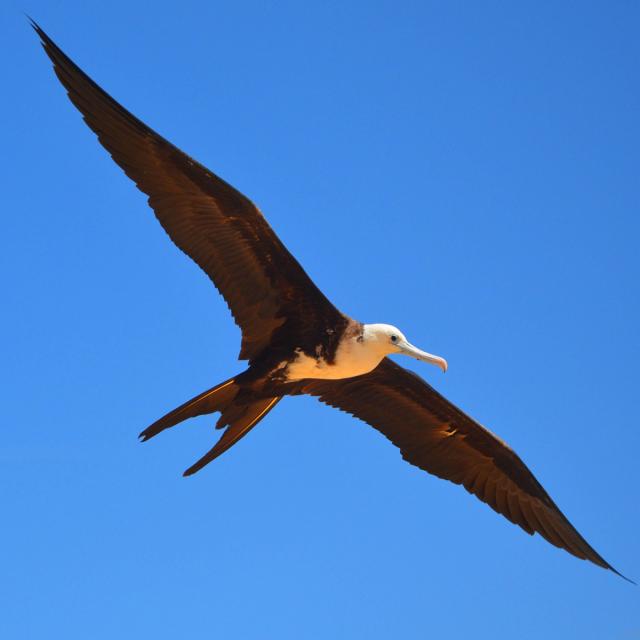 Fregata magnificens Bird Martinique