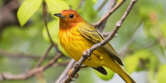 Yellow warbler Dendroica petechia Bird Martinique