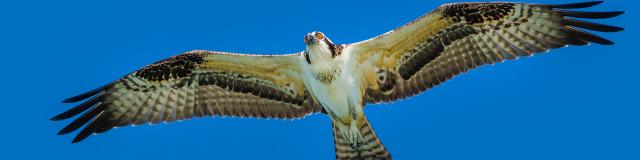 Small buzzard Buteo platypterus Bird Martinique