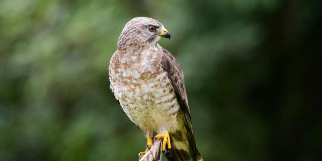 Small buzzard Buteo platypterus Bird Martinique