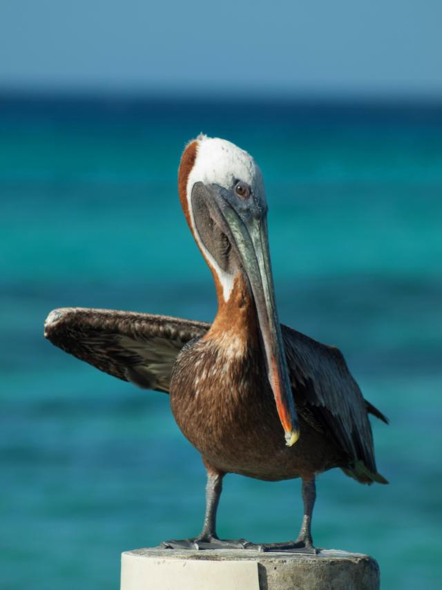 Brown pelican Pelecanus occidentalis Bird Martinique