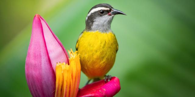 Yellow-bellied sugar bowl Coereba flaveola Bird Martinique