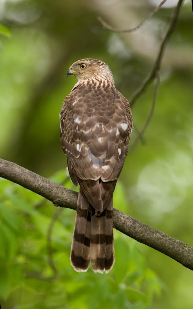 Malfini Oiseau Martinique