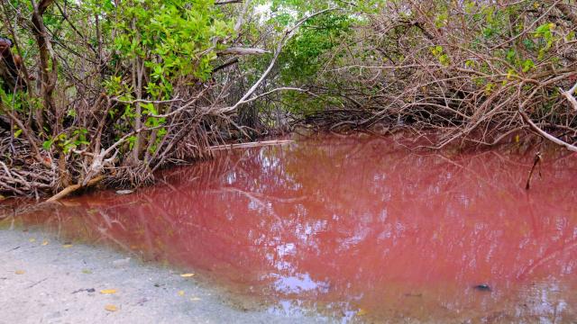 Mangrove rose Diamant Martinique