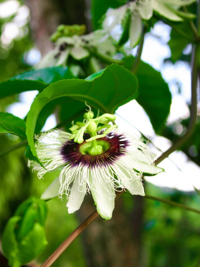 Maracuja Fleur Martinique