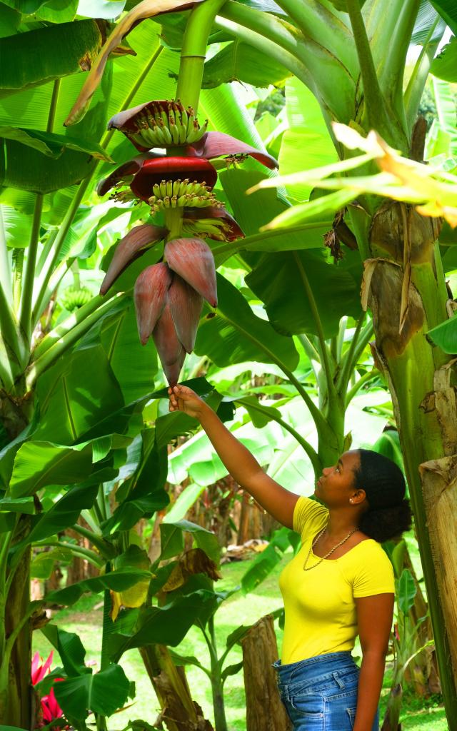 Régime de banane Musée de la banane Sainte-Marie Martinique