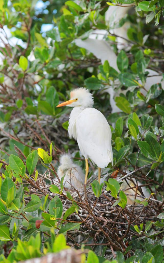 Snowy Egret Bird Martinique