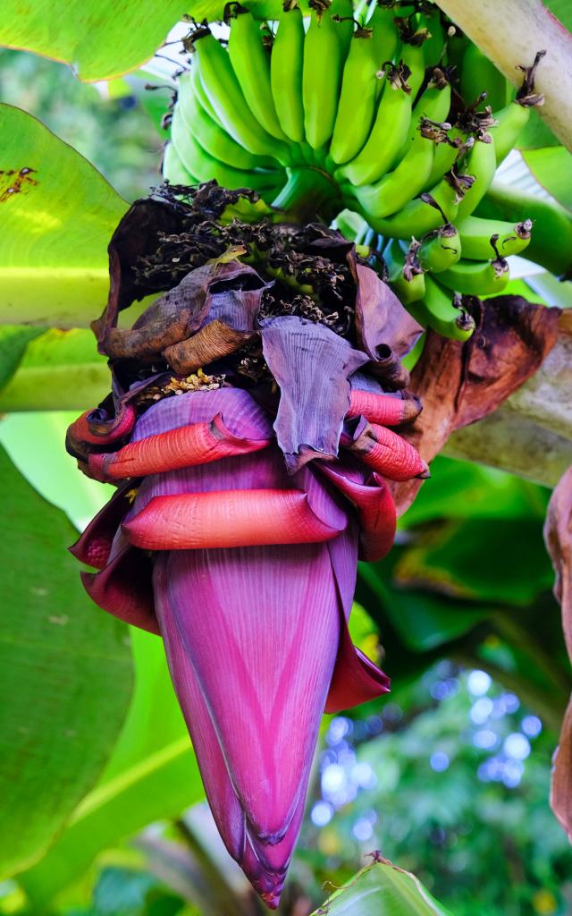 Banane Fleur de bananier Régime Musée de la banane Sainte-Marie Martinique