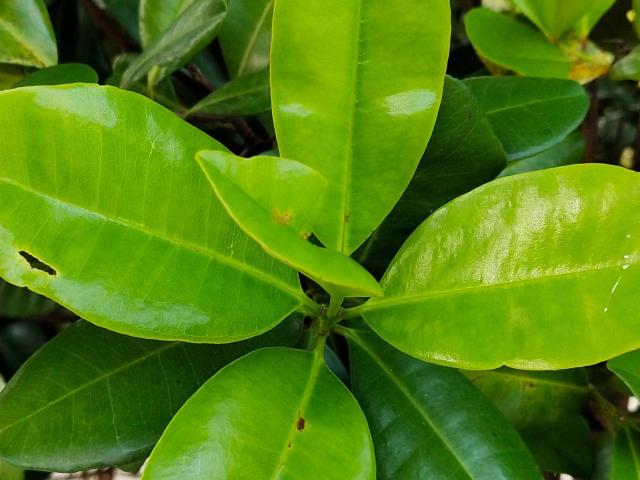 Feuille de bois d'Inde Épice Martinique