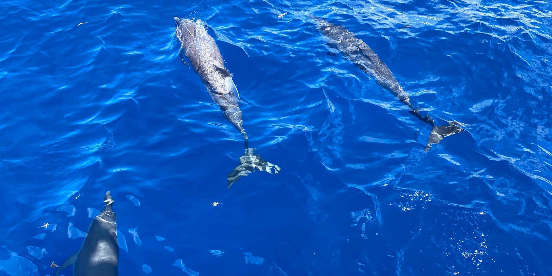 Cétacé Dauphins Mer des Caraïbes Martinique