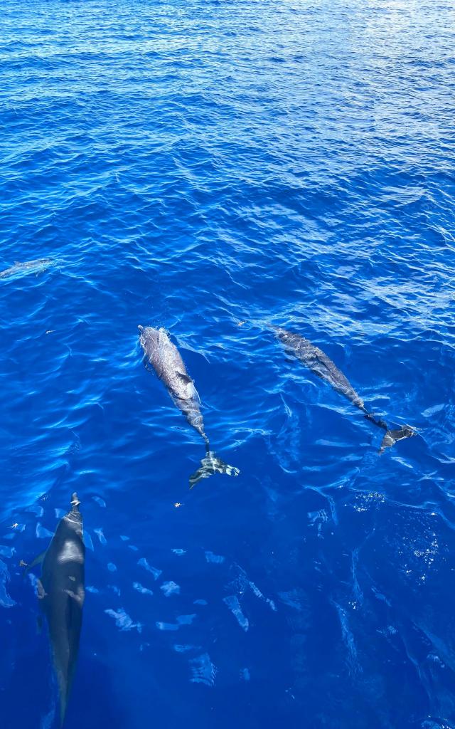 Cétacé Dauphin Mer des Caraïbes Martinique