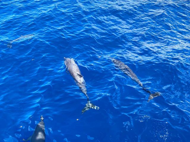 Cétacé Dauphins Mer des Caraïbes Martinique