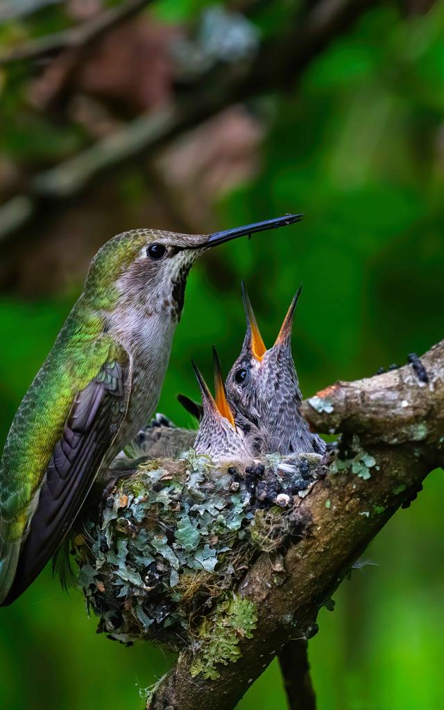 Colibri Oiseau Oisillon Martinique