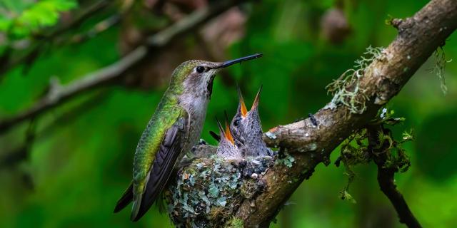 Hummingbird Bird Chick Martinique