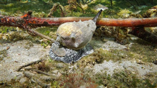 Conch Sea snail Mangrove Martinique