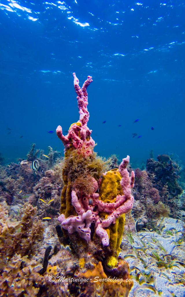 Corals Seabed Aquanauts Marine Martinique