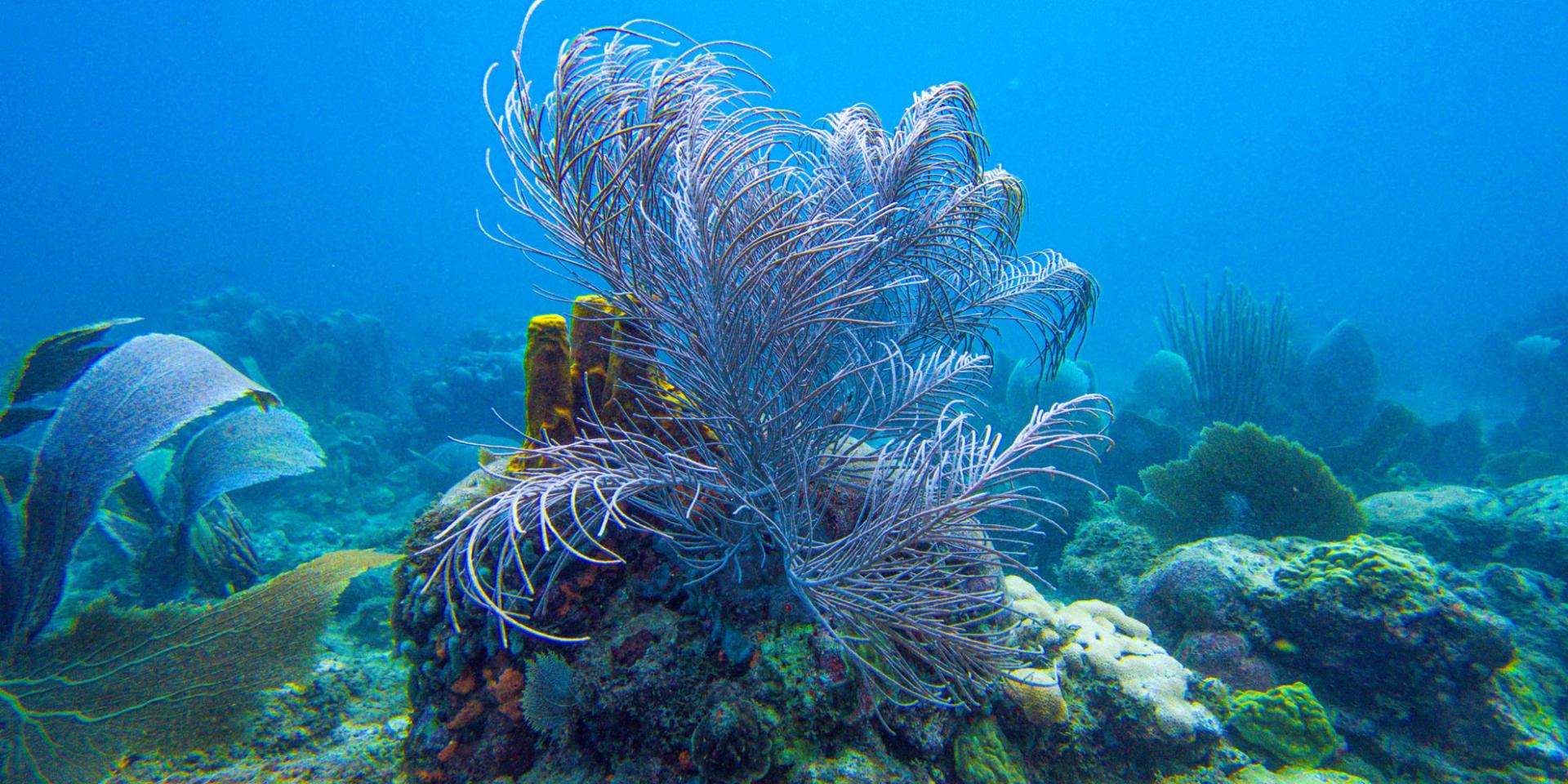 Coraux fil de fer Fond marin Les Aquanautes Marin Martinique