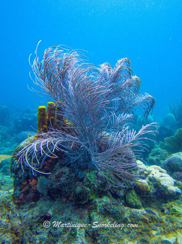 Wire corals Seabed Aquanauts Marin Martinique